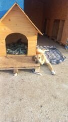 Patiliev09 Köpek Evi Kulübesi Büyük Boy Ahşap 100x100x78 cm