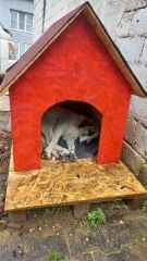 Patiliev09 Köpek Evi Kulübesi Büyük Boy Ahşap 100x100x78 cm