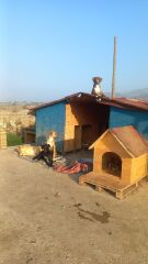 Patiliev09 Köpek Evi Kulübesi Büyük Boy Ahşap 100x100x78 cm